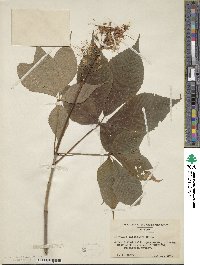 Aesculus parviflora image