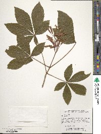 Aesculus pavia image