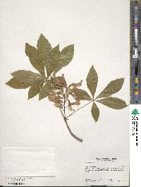 Aesculus pavia image