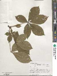 Aesculus pavia image