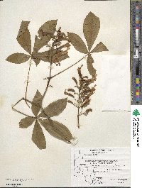 Aesculus pavia image