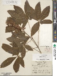 Aesculus pavia image