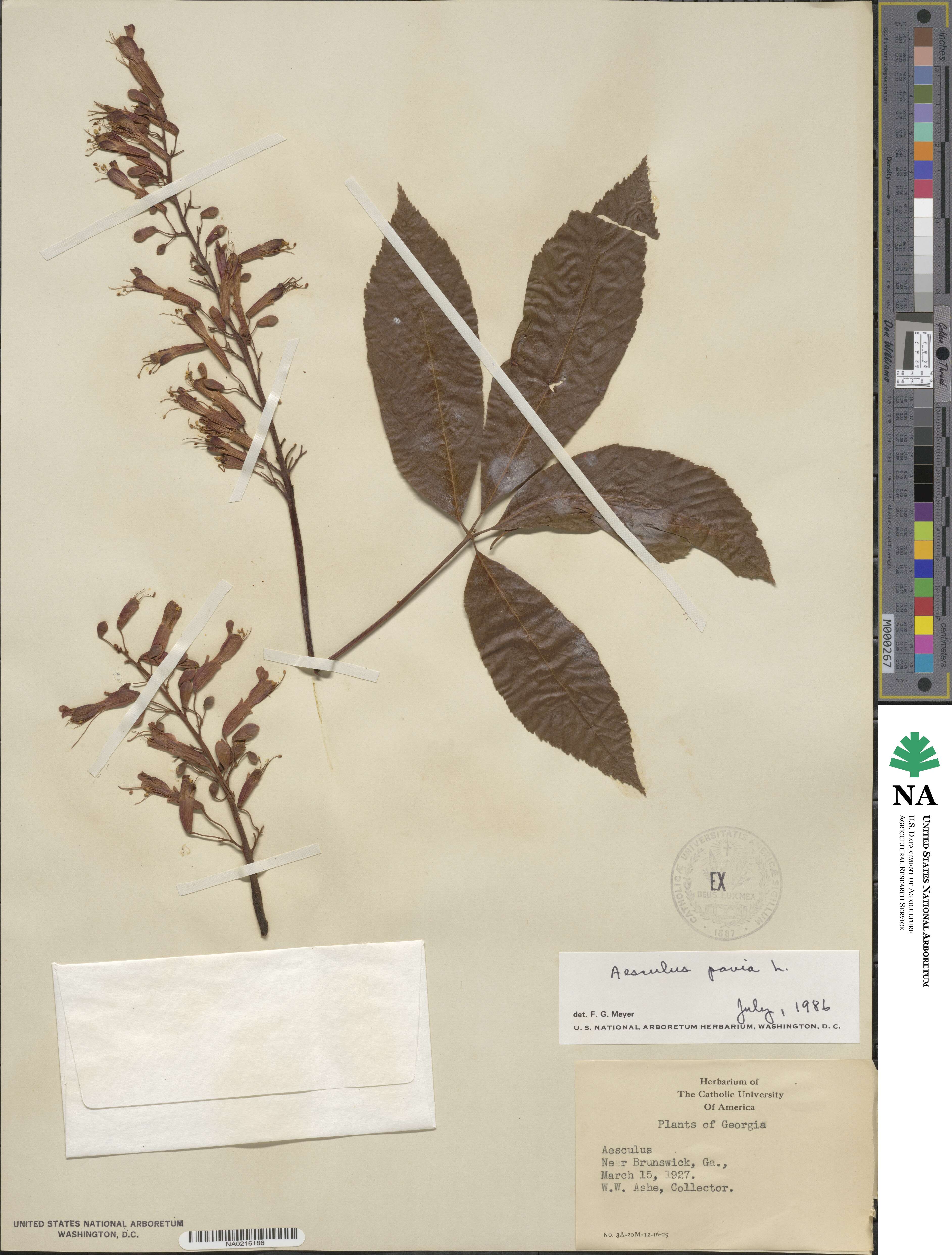 Aesculus pavia image