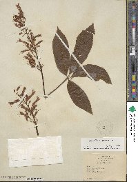 Aesculus pavia image