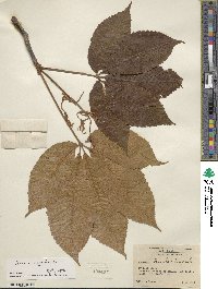 Aesculus pavia image