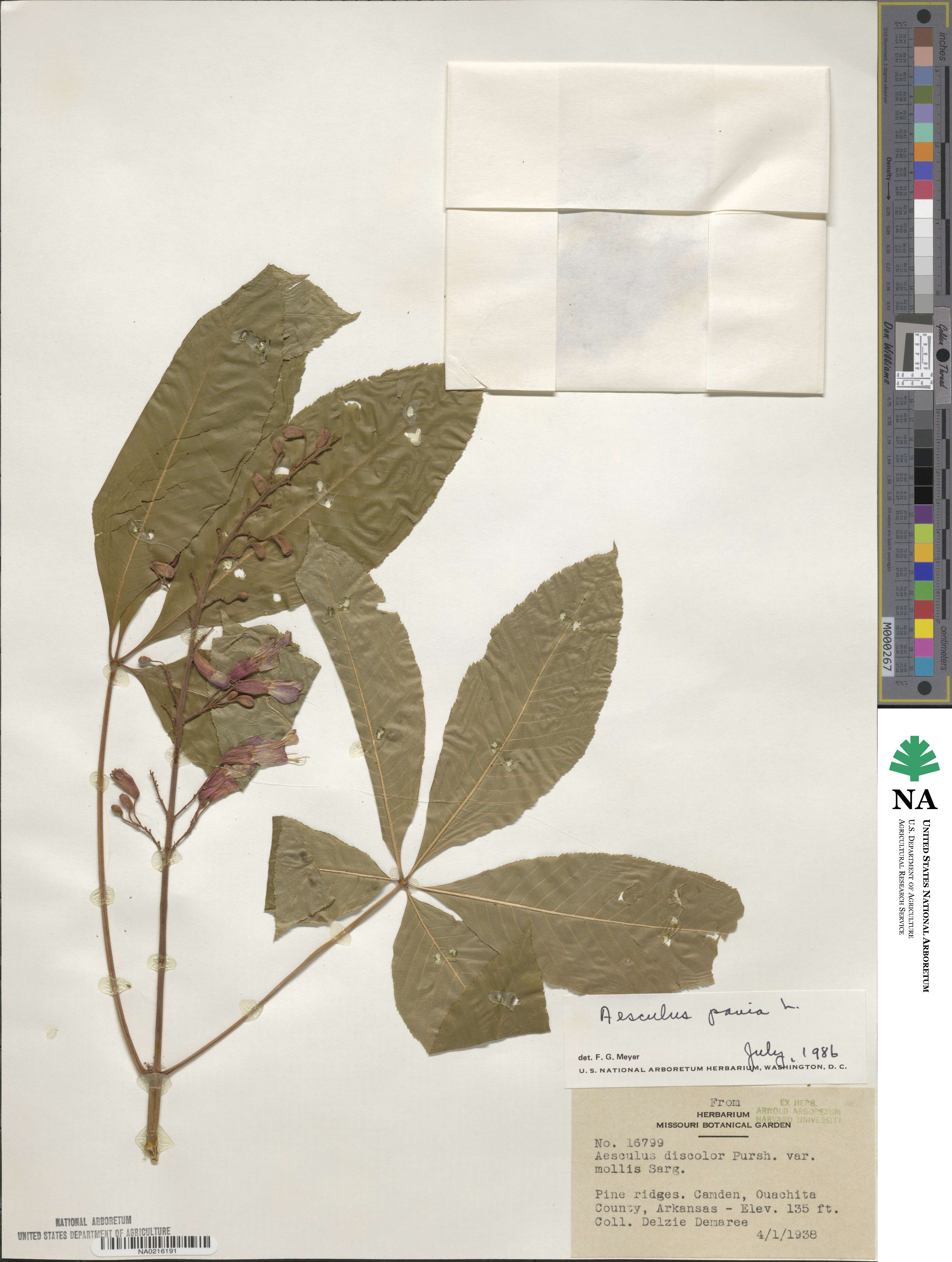 Aesculus pavia image