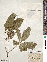 Aesculus pavia image