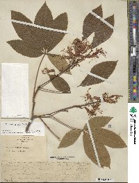 Aesculus pavia image