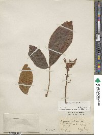 Aesculus pavia image