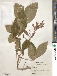 Aesculus pavia image