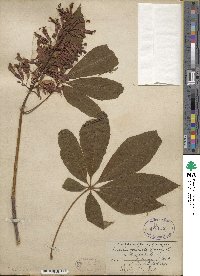 Aesculus pavia image