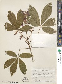 Aesculus pavia image