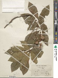 Aesculus pavia image