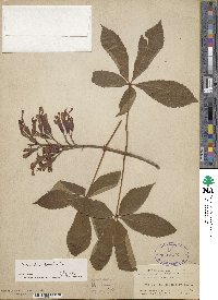 Aesculus pavia image