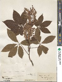 Aesculus pavia image