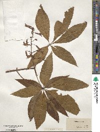 Aesculus pavia image