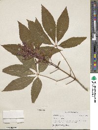 Aesculus pavia image