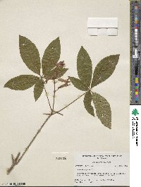 Aesculus pavia image