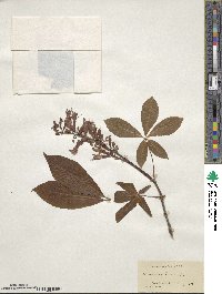 Aesculus pavia image