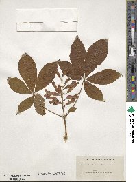 Aesculus pavia image