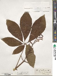 Aesculus pavia image