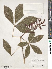 Aesculus pavia image