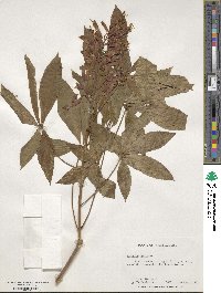 Aesculus pavia image