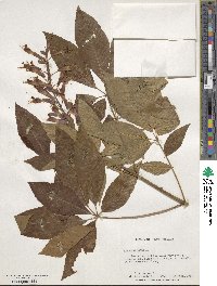 Aesculus pavia image