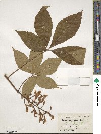 Aesculus pavia image