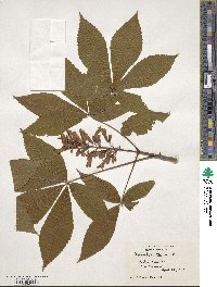 Aesculus pavia image