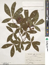 Aesculus pavia image