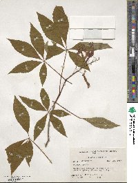 Aesculus pavia image