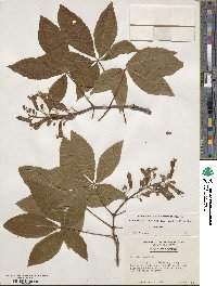 Aesculus pavia image