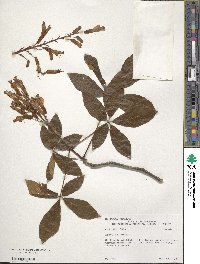 Aesculus pavia image