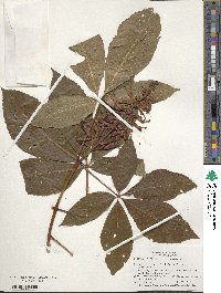 Aesculus pavia image