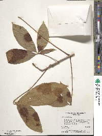 Aesculus pavia image