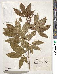 Aesculus pavia image