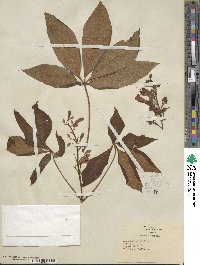 Aesculus pavia image