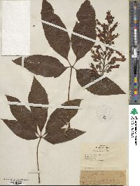 Aesculus pavia image