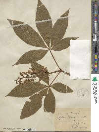 Aesculus pavia image