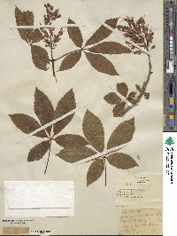 Aesculus pavia image