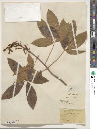 Aesculus pavia image