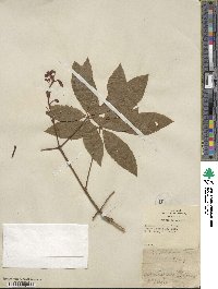 Aesculus pavia image