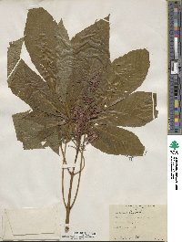 Aesculus pavia image