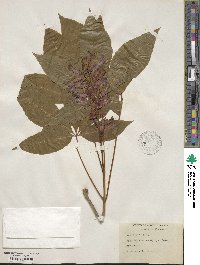 Aesculus pavia image