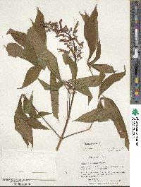 Aesculus pavia image