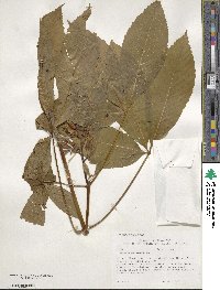 Aesculus pavia image