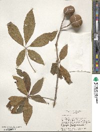 Aesculus pavia image