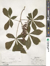 Aesculus pavia image