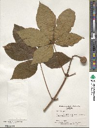 Aesculus pavia image